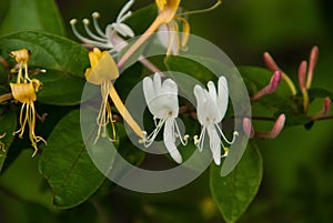 Close up of Honeysuckle-White, Gold and Purple