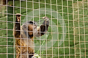 Close-up of a Hooded Capuchin Monkey contemplating life behind bars in a big city zoo, captive setting & x28;shallow focus& x29;.