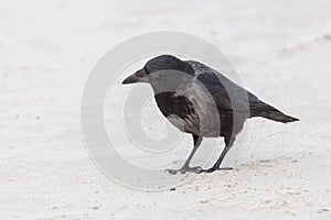 Close-up hooded crow corvus corone cornix standing on sandy beach