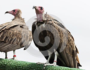 Close up of a Hooded Vulture