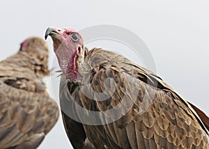 Close up of a Hooded Vulture