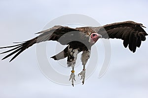 Close up of a Hooded Vulture