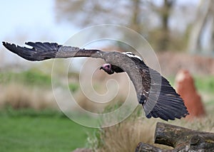 Close up of a hooded vulture in flight