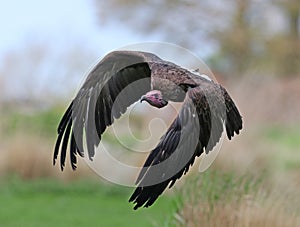 Close up of a hooded vulture in flight