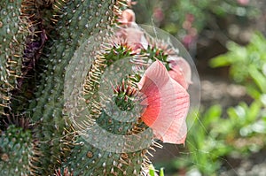 Close-up of Hoodia gordonii, a medicinal plant, in flower