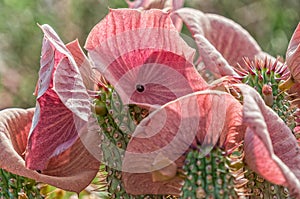 Close-up of Hoodia gordonii, a medicinal plant, in flower