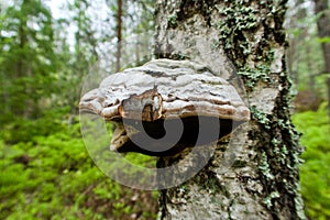 Hoof fungus on a birch tree trunk in the forest