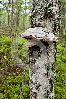 Hoof fungus on a birch tree trunk in the forest