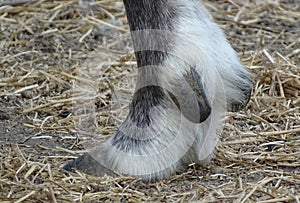 Close up hoof reindeer, back view