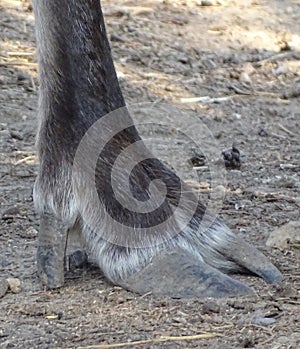 Close up hoof reindeer, front view