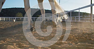 Close-up of the hooves of a white horse running on the sand at the ranch.