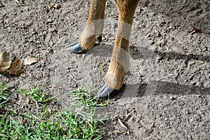 Close up of the hooves a white tailed deer