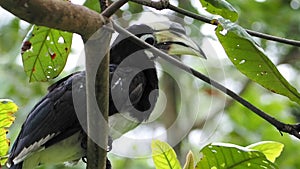 Close up of a Horn bill in Singapore Park