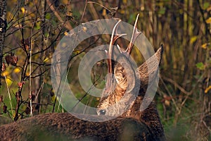 A close-up of the horn on the roe deer, Capreolus capreolus