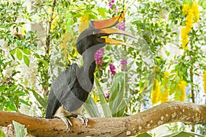 Close up Hornbills bird