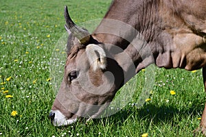 Close up of horned brown dairy cow eating grass in a green meadow