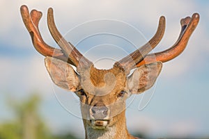 Close up horned deer buck portrait with blue sky background