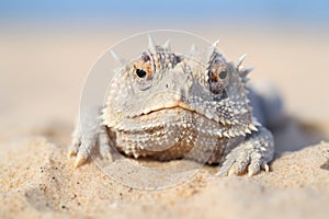 close-up of a horned desert lizard on a sand dune