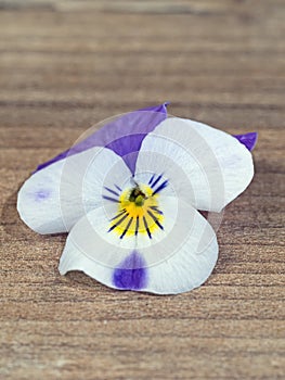Close-up of horned violet Viola cornuta flower on wood
