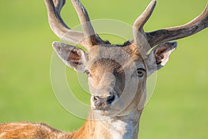 Close up horned young deer buck portrait with green blurry background