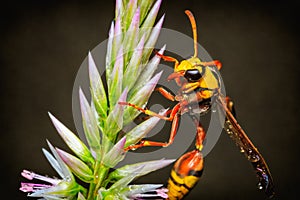 Close up hornet on Celosia argentea flower