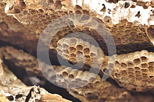 Close up hornet nest, carnivore or Vespa affinis