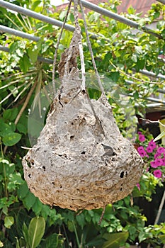 Close up hornet nest hanging on tree.