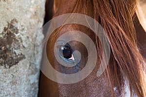 Close up of horse 