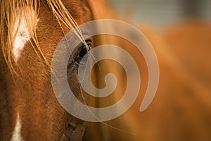 Close up of a horse photo