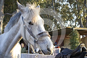 Close-up of a horse against the backdrop of nature outside the city in Italy. Thoroughbred stallion in Knyushna on a ranch