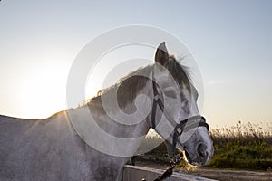 Close-up of a horse against the backdrop of nature outside the city in Italy. Thoroughbred stallion in Knyushna on a ranch