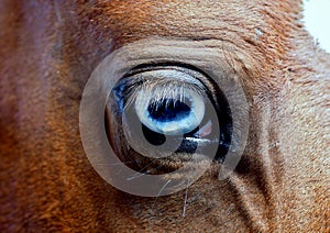 Close-up of  a horse with blue eyes