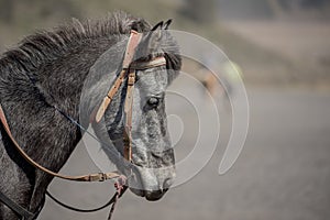 Close up Horse from Bromo Mountain Java ,Indonesia.