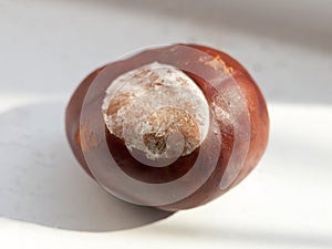 Close up horse chestnut conker on window white background