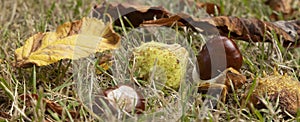 Close-up of horse chestnuts fallen from the tree in the lawn