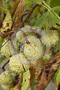 Close-up of horse chestnuts in the tree