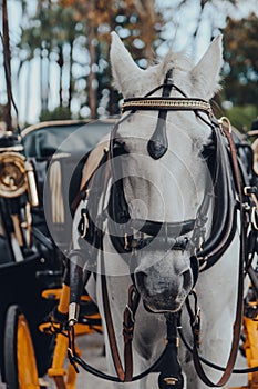 Close up of a horse in city tour carriage waiting for tourists in Seville, Spain