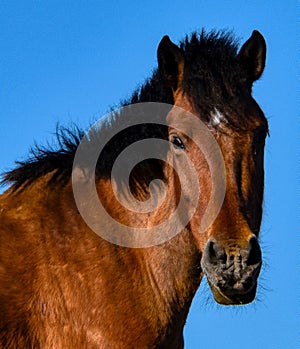 Close up of a horse. A close up image of a horse looking directly at the viewer