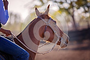 Close Up Of Horse Competing In A Country Rodeo