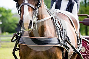 Close up of horse drawn carriage tack