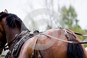 Close up of horse drawn carriage tack
