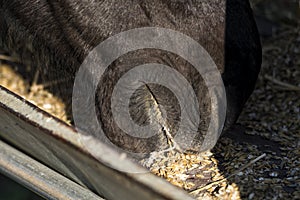 Close up of a horse eating breakfast