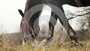 Close up of a horse eating and it's head. Brown with white spots horse eating green grass in pasture.