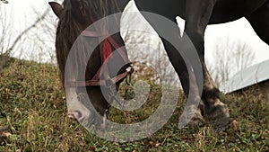 Close up of a horse eating and it's head. Brown with white spots horse eating green grass in pasture.