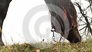 Close up of a horse eating and it's head. Brown with white spots horse eating green grass in pasture.