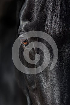 Close up horse eye