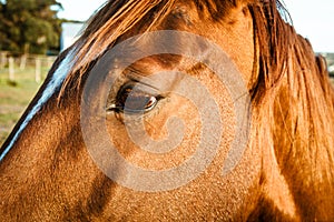 Close up of horse eye