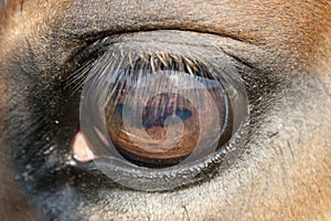 Close up of a horse eye