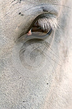 Close Up Horse Eye