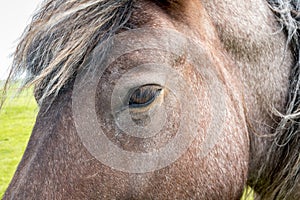 Close up horse eye head manes